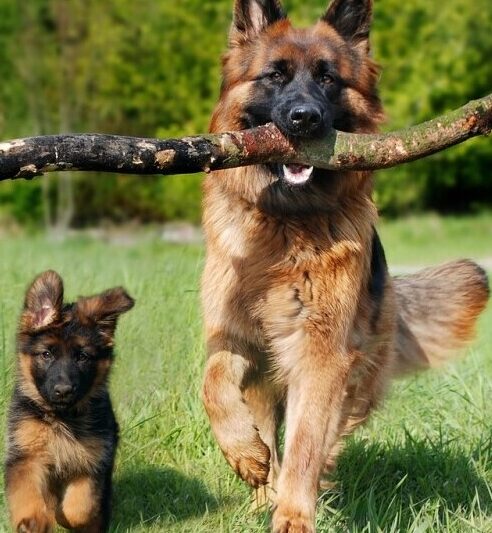 #Your German Shepherd Dog Site!