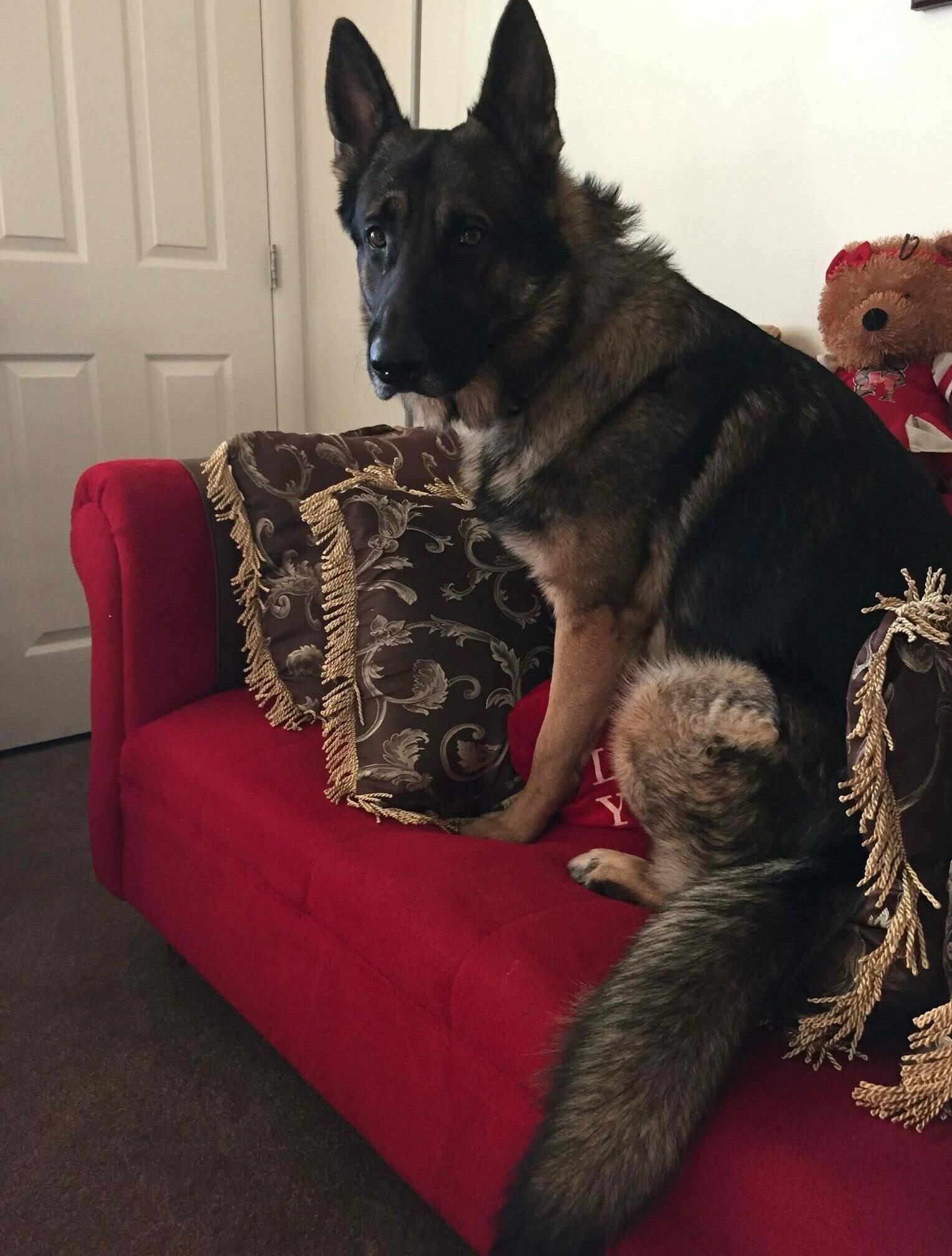 Loyal Paws Legacy: Inspired by Titus